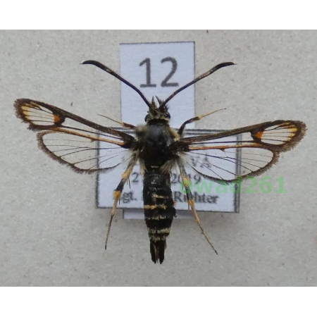 Bembecia ichneumoniformis (Denis & Schiffermüller, 1775) Slovakia12